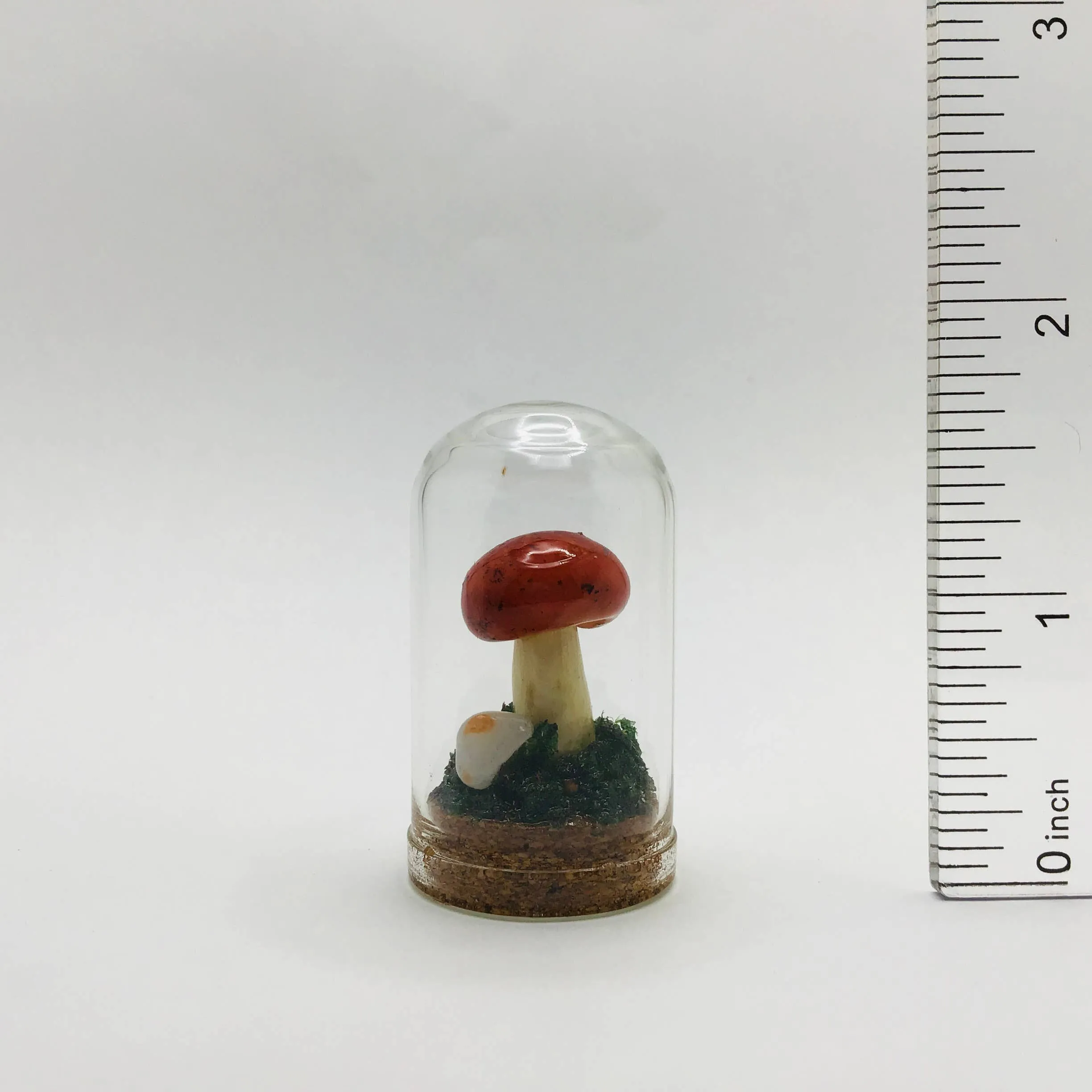 Mushroom Curiosity Jar Real Fungi Curio 1.75" # 3457