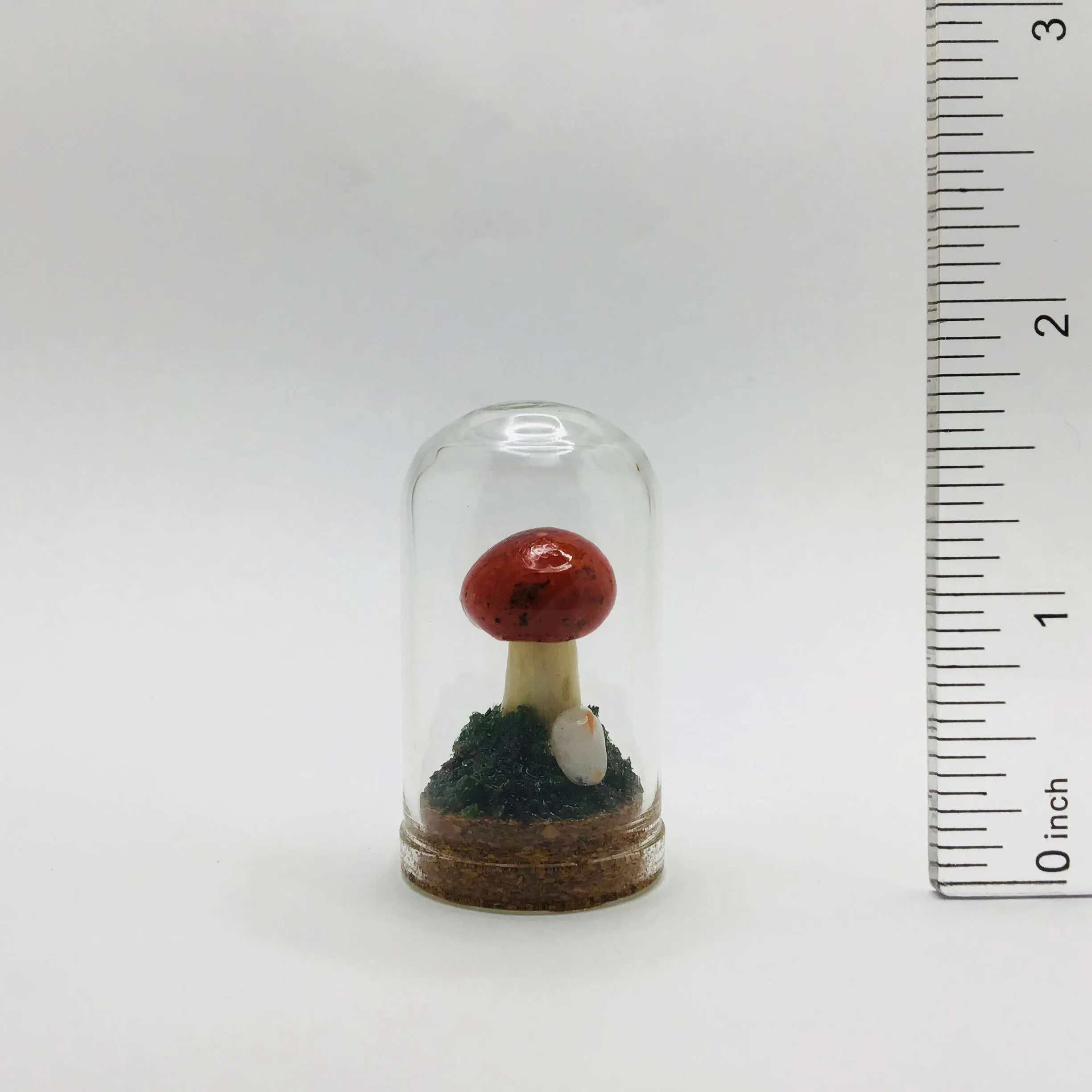 Mushroom Curiosity Jar Real Fungi Curio 1.75" # 3457