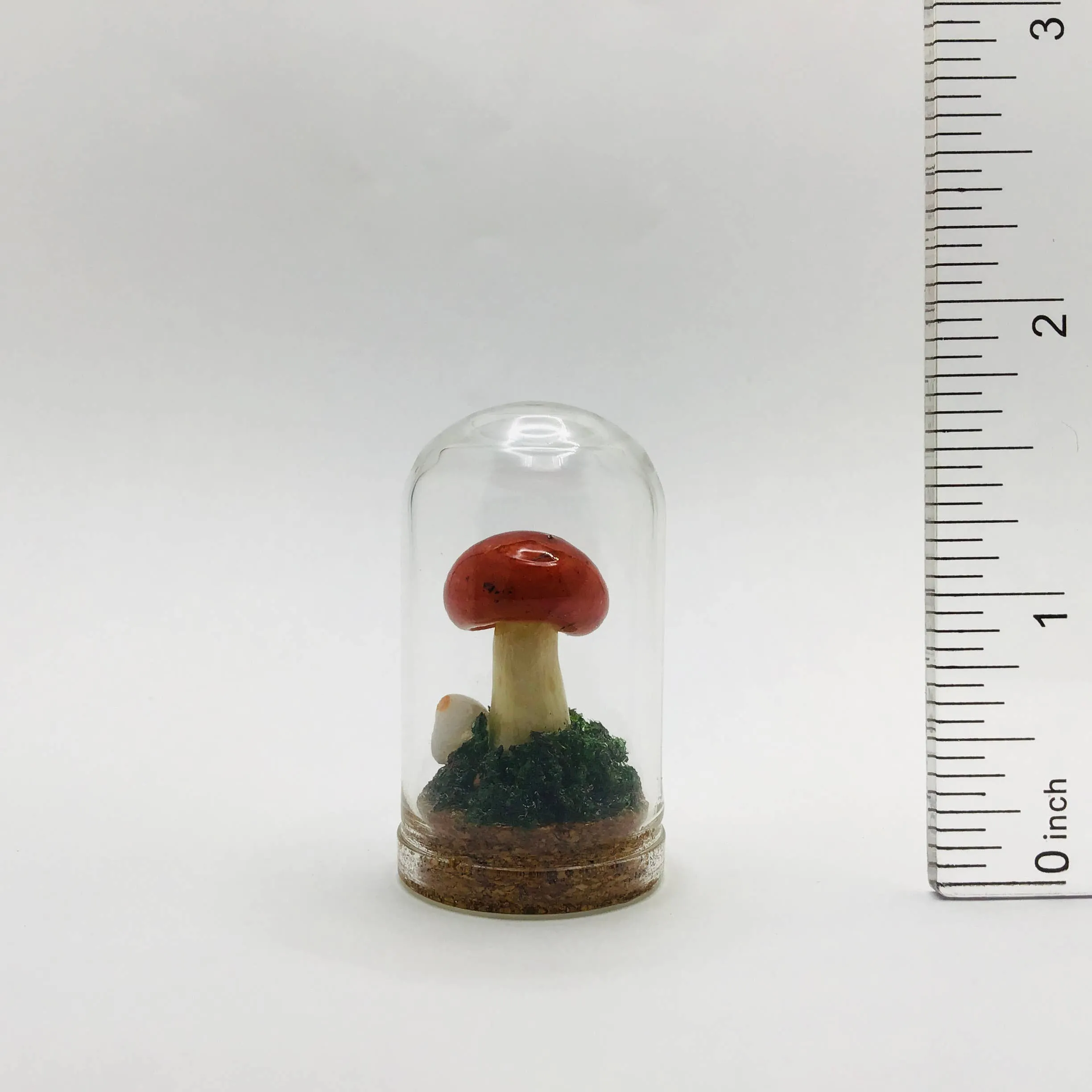 Mushroom Curiosity Jar Real Fungi Curio 1.75" # 3457