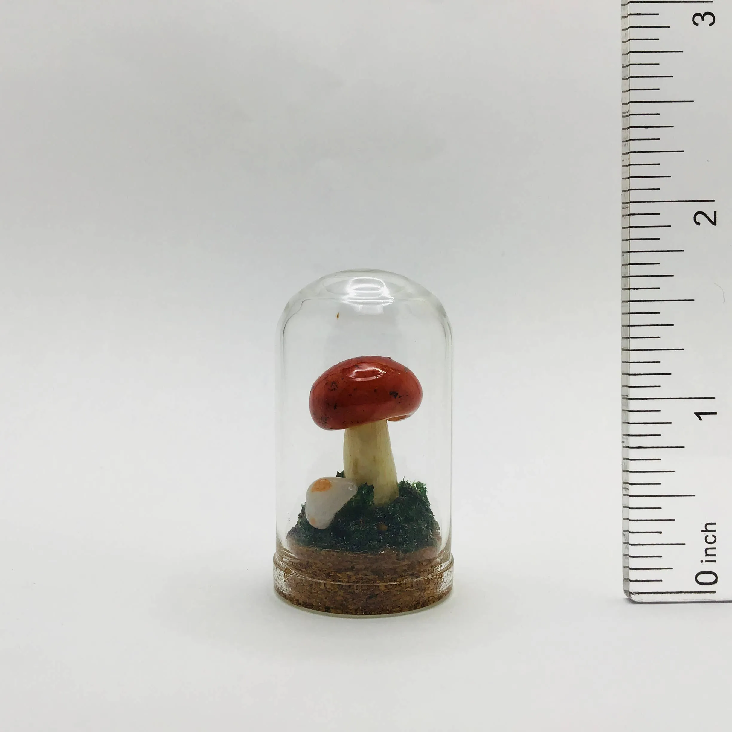 Mushroom Curiosity Jar Real Fungi Curio 1.75" # 3457